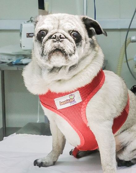 Mônica veio ao Pet Care Ibirapuera para fazer uma endoscopia por apresentar problemas digestivos.
