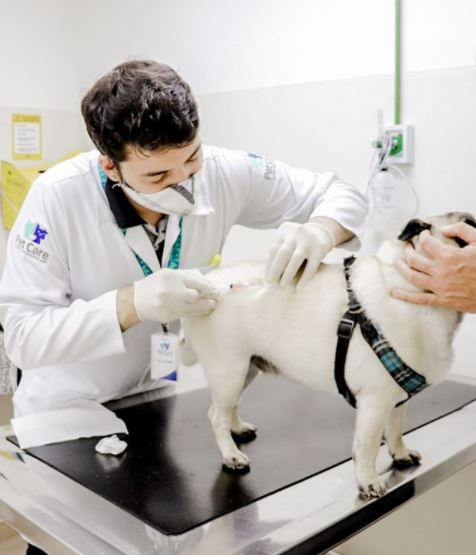 Antes da aplicação das vacinas é preciso avaliar a saúde do pet