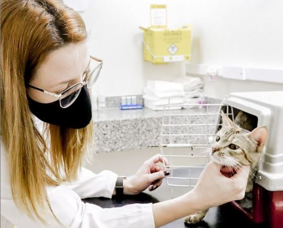 Ágata é uma gatinha recém adotada pela Selene, que trabalha no marketing do Pet Care. Ela foi ao Pet Care Tatuapé fazer alguns exames a pedido da Dra. Juliana.