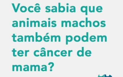 Sim! Apesar de mais raro, animais do sexo masculino podem sim ter câncer de mama.