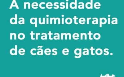 Um dos possíveis tratamentos para o câncer de mama é a quimioterapia. Muitos tutores ficam preocupados quando o médico veterinário indica esse tratamento.