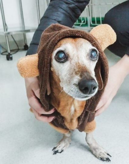 Yuppi mora em Brasília e vem ser cuidada pela nossa equipe Pet Care com muito amor