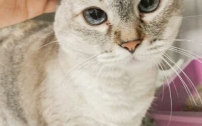 Essa é a Chica, gatinha que ficou internada no Pet Care Pacaembu!