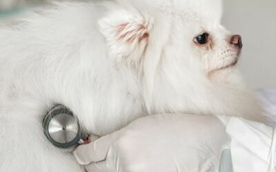 A importância dos check-ups em cães e gatos