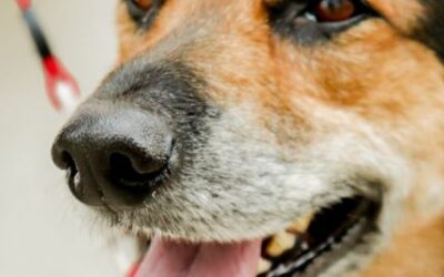 Mastocitoma em Cães: Como Identificar Esse Tipo de Tumor?