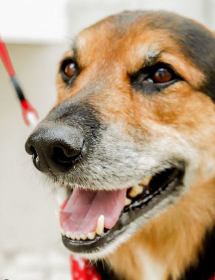 Mastocitoma em Cães: Como Identificar Esse Tipo de Tumor?