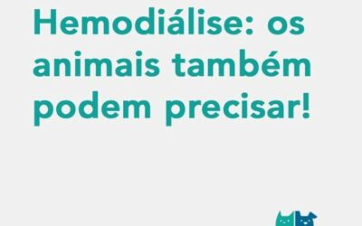 Hemodiálise os animais também podem precisar!