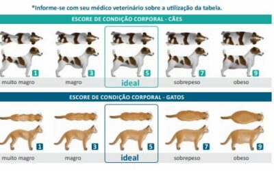 Como saber se o animal está obeso?