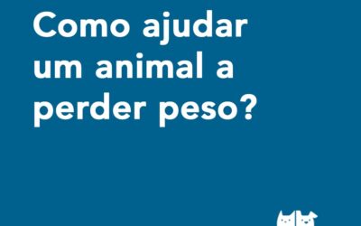 Como ajudar um animal a perder peso?