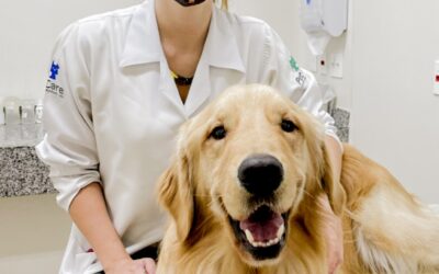 O seu animal de estimação está com as vacinas em dia?