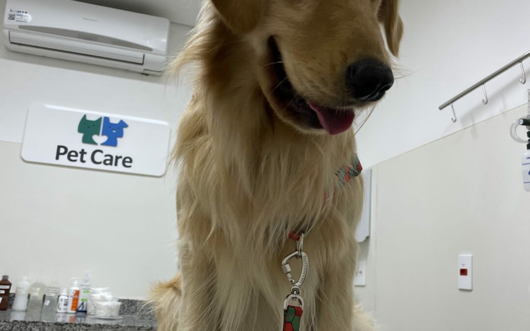 Vacinas recomendadas para os cães e gatos