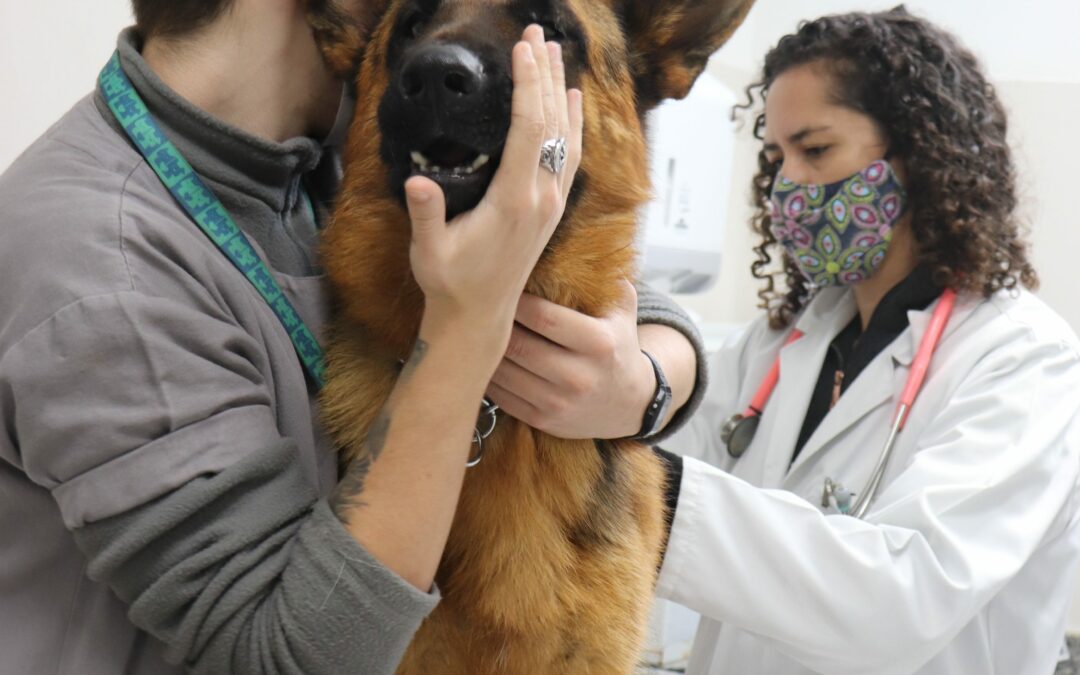 A vacinação para cães é essencial