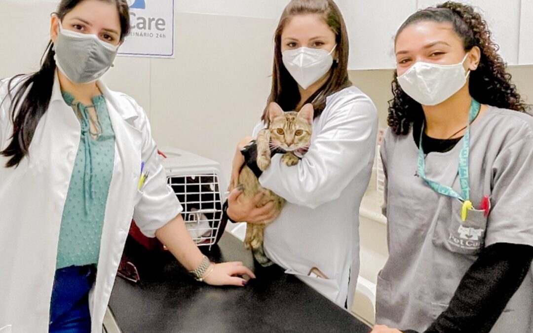 Você já ouviu falar em hiperestesia felina ou síndrome do gato nervoso?