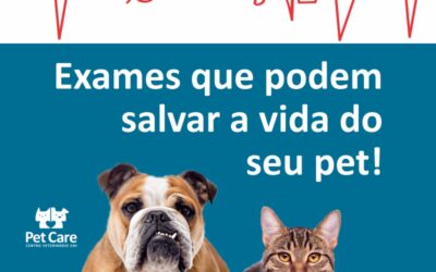12 Exames que podem salvar a vida do seu pet