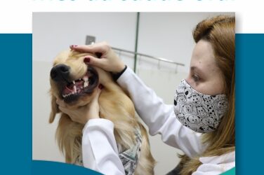 A importância do tratamento periodontal em cães e gatos