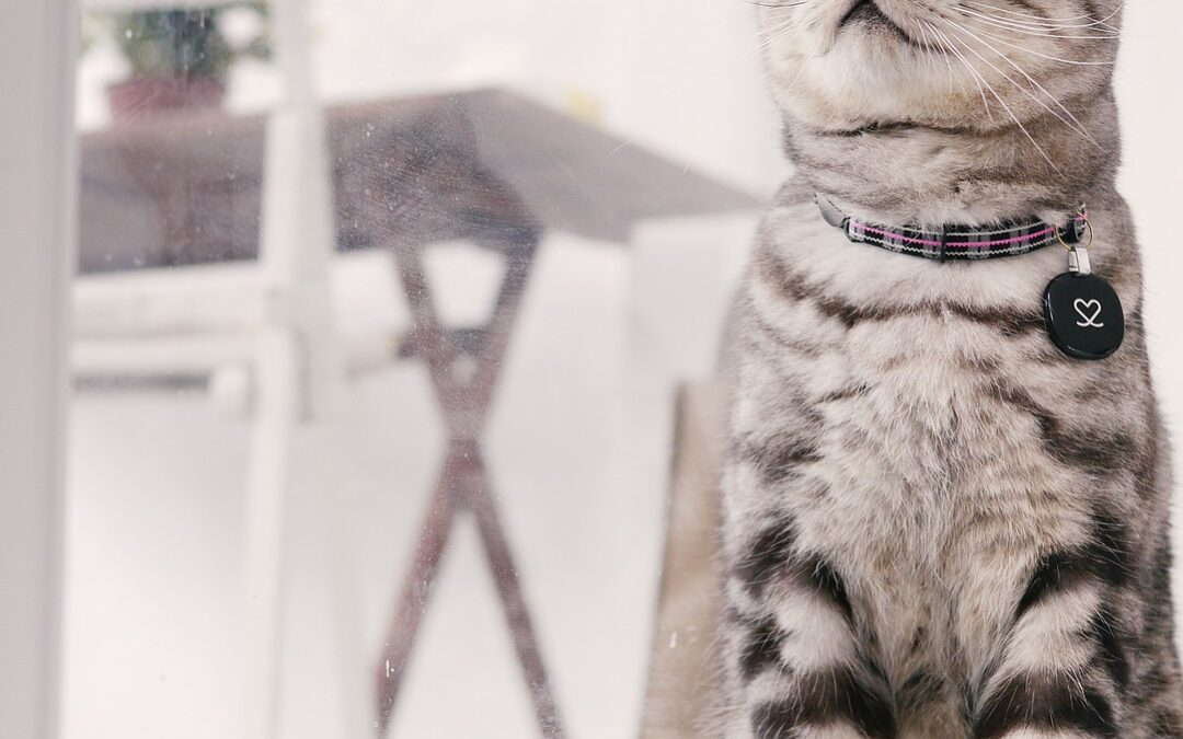 Conheça o gato American Shorthair
