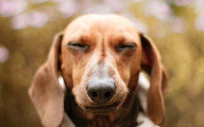 Você sabe como prevenir a Leishmaniose em cães?