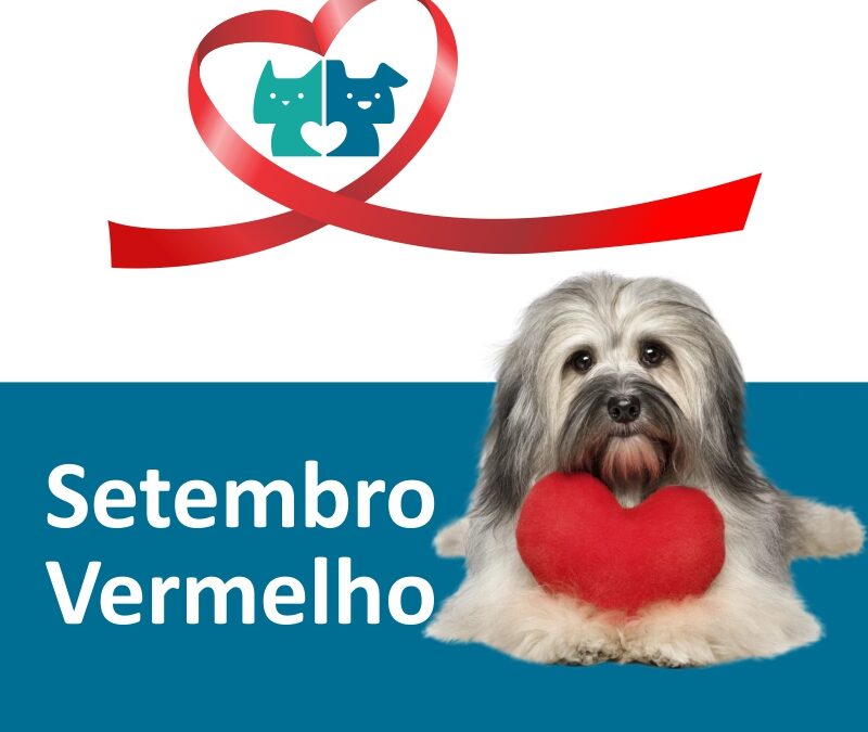 Setembro Vermelho: Doenças do coração em cães e gatos