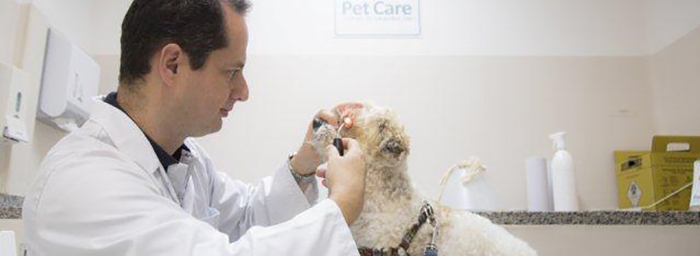 Cachorro em exame de Oftalmologia Veterinária 