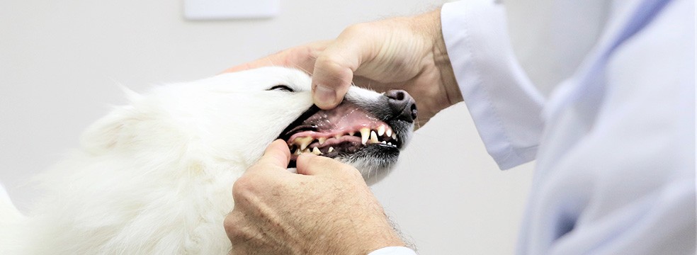 Agendar Odontologia Veterinária 