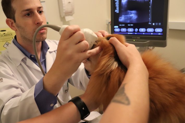 Ultrassom ocular em exame de oftalmologia veterinária
