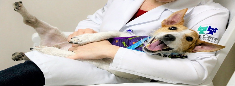 atendimento veterinario 2 - Atendimento Veterinário