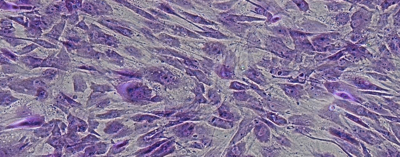 trataento com celulas tronco em pets - Células-Tronco