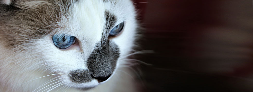 vacina para gatos petcare - Vacina para Gatos