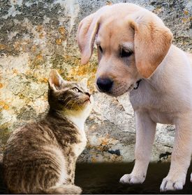 Proteção contra vermes de cães e gatos