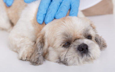 Saiba Tudo Sobre a Dirofilariose Em Cães E Gatos: A Doença Do Verme Do Coração