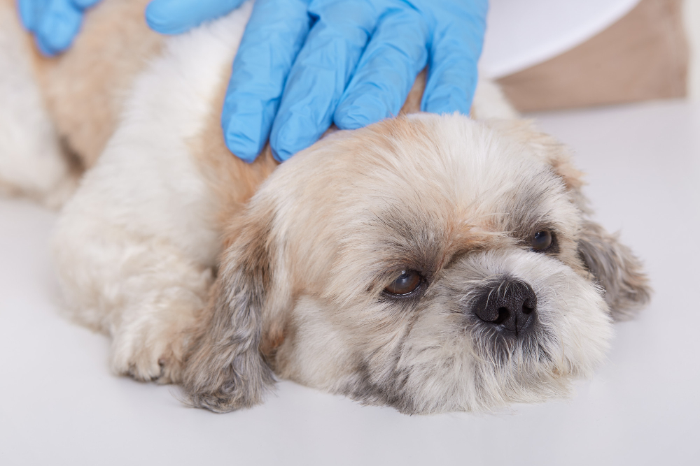 Saiba Tudo Sobre a Dirofilariose Em Cães E Gatos: A Doença Do Verme Do Coração