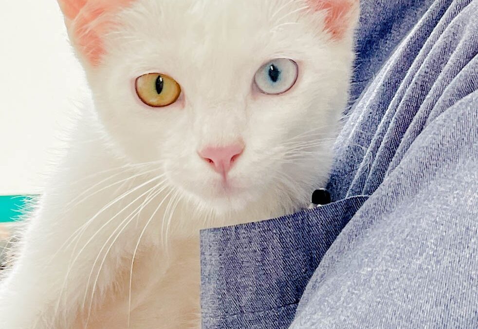 A importância de levar gato recém adotado para o veterinário