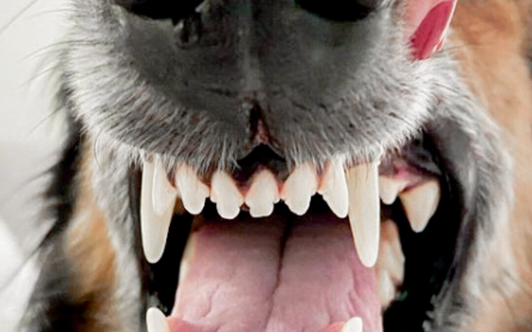 Doença periodontal: a importância de cuidados com a saúde oral nos pets