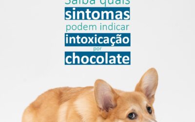 Quais são sintomas de intoxicação por chocolate nos cães?