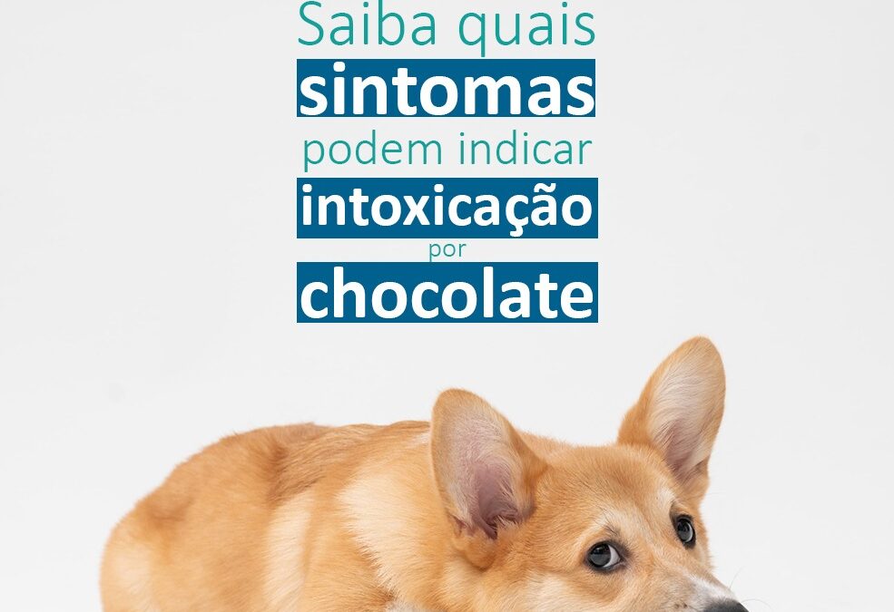 Quais são sintomas de intoxicação por chocolate nos cães?