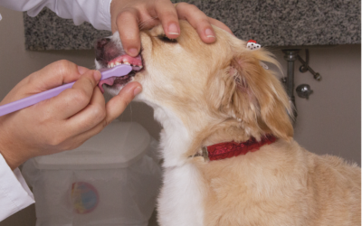 Veja alguns passos de como escovar os dentes do seu pet corretamente.