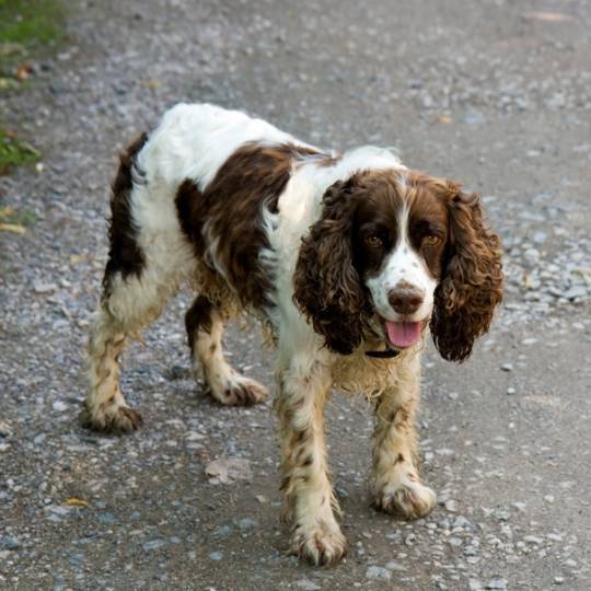 SPRINGER SPANIEL INGLÊS: características e cuidados