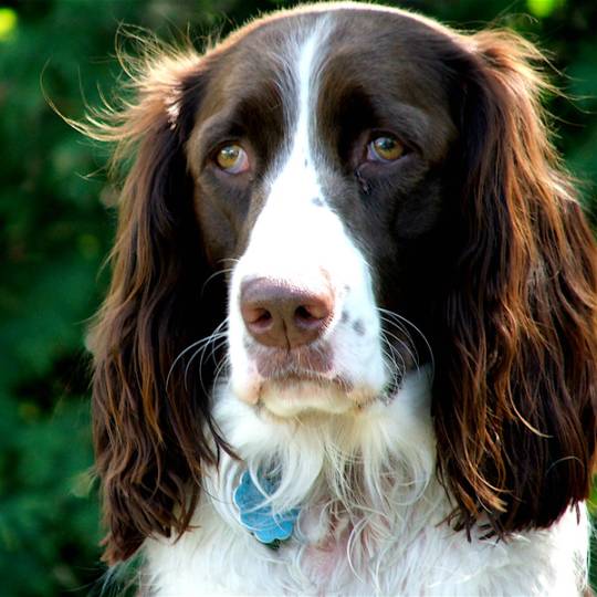 SPRINGER SPANIEL INGLÊS: características e cuidados