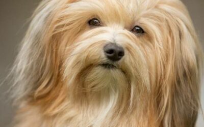 Bichon Havanês