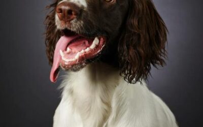 Springer Spaniel Inglês