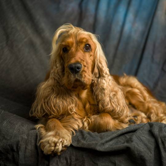 COCKER SPANIEL INGLÊS – Consulta Dog Vet