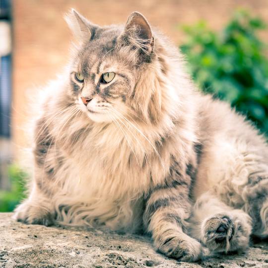 Guia De Ra as De Gatos Ra as Felinas Pet Care Hospital Veterin rio