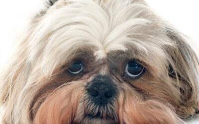 Shih Tzu