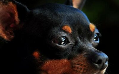 Pinscher