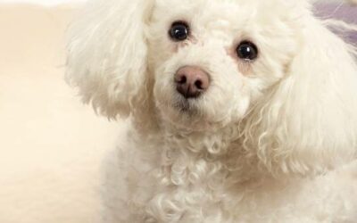 Poodle