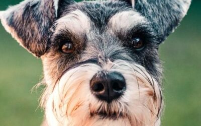 Schnauzer Miniatura