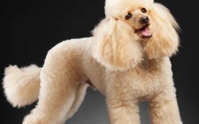 Poodle Miniatura