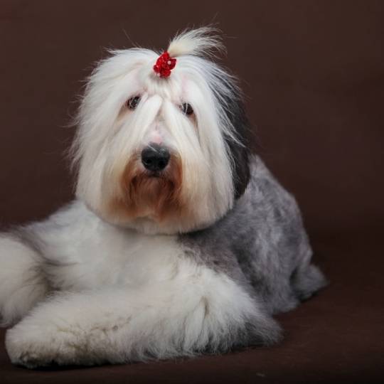 Old English Sheepdog - Cão Nosso