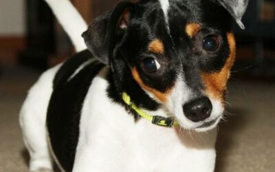 Rat Terrier