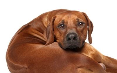 Rhodesian Ridgeback